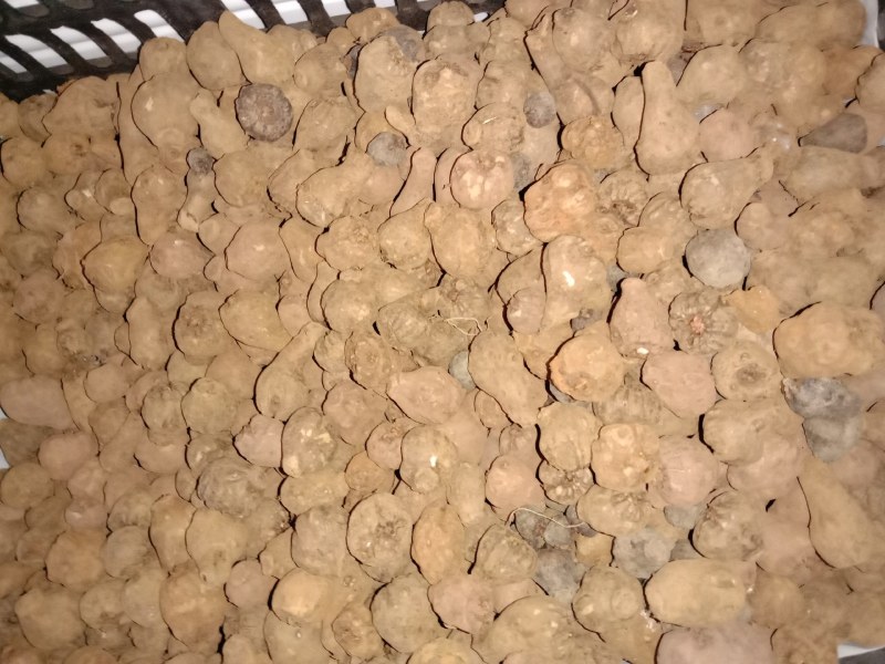 脱水的魔芋种子，都有现货。