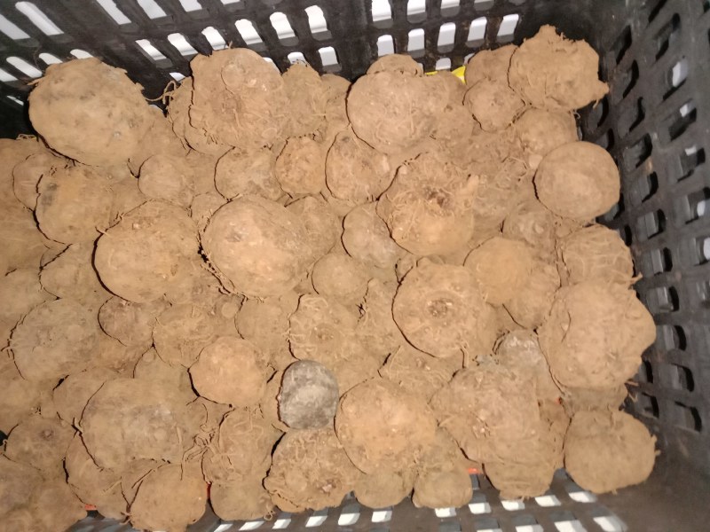 脱水的魔芋种子，都有现货。
