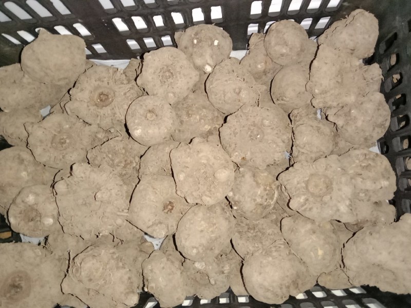 脱水的魔芋种子，都有现货。