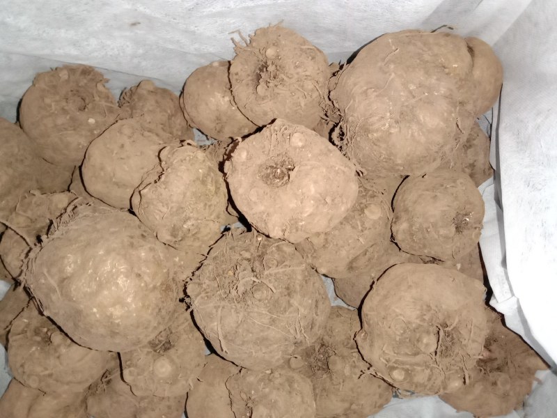 脱水的魔芋种子，都有现货。