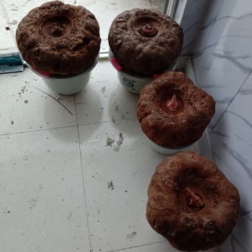 脱水的魔芋种子，都有现货。