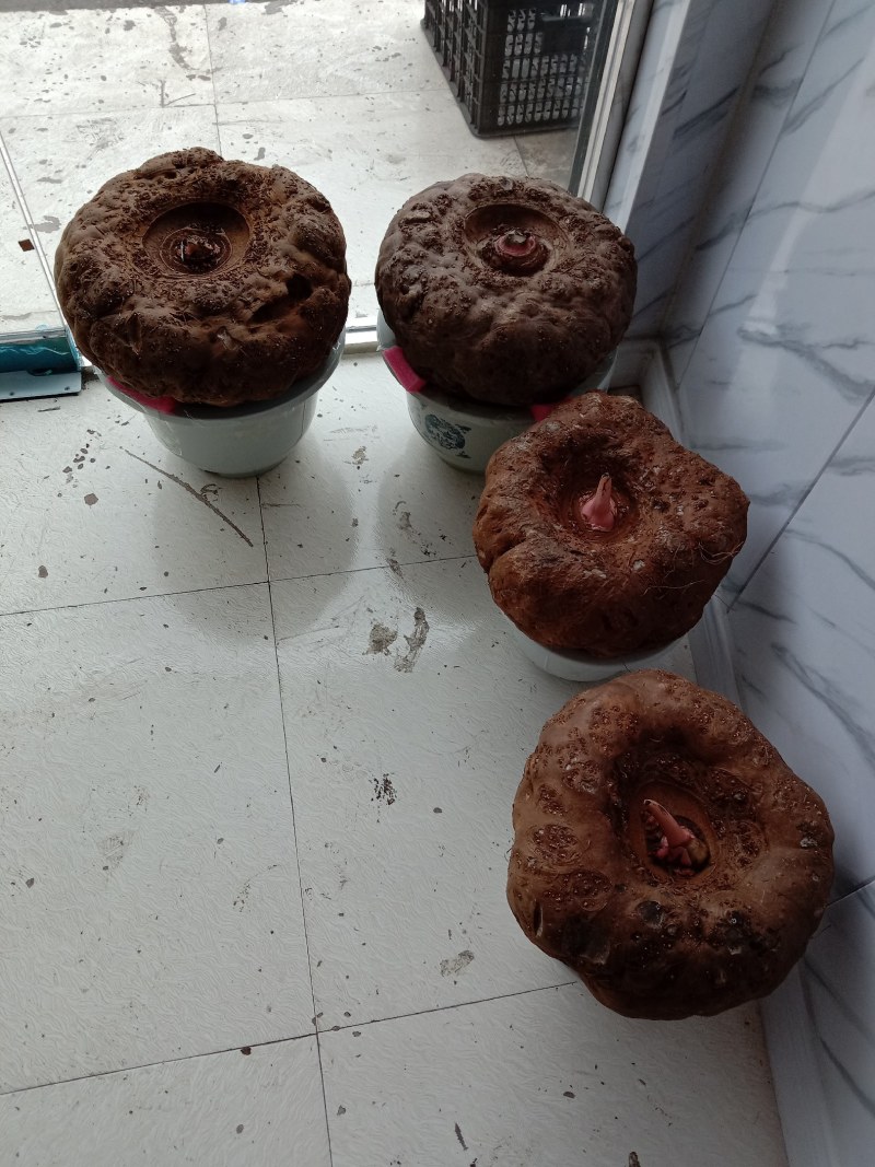 脱水的魔芋种子，都有现货。
