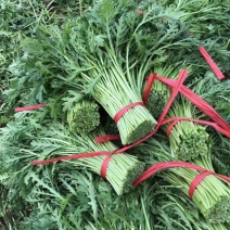 潍坊茼蒿菜潍坊产地批发，地里现割保证新鲜价格便宜