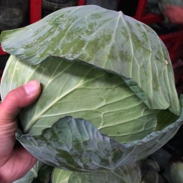 湖北精品包菜平包，品种奥奇那基地直供热烈欢迎各大市场商超