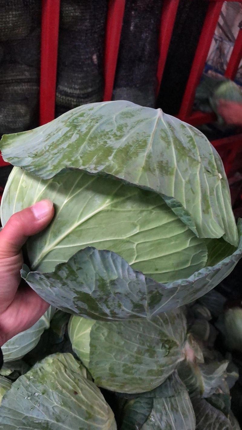 湖北精品包菜平包，品种奥奇那基地直供热烈欢迎各大市场商超