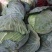 湖北精品包菜平包，品种奥奇那基地直供热烈欢迎各大市场商超