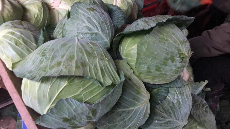 湖北精品包菜平包，品种奥奇那基地直供热烈欢迎各大市场商超