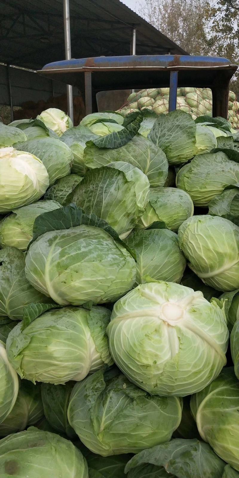 湖北精品包菜平包，品种奥奇那基地直供热烈欢迎各大市场商超