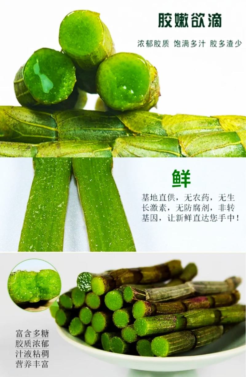 铁皮石斛鲜条农家铁皮石斛鲜条榨汁煲汤营养美味
