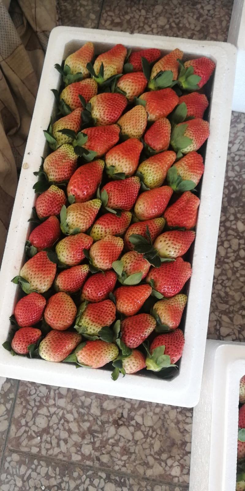 大凉山冬草莓冻库果草莓本人专业代办，代收代发支持落地配。