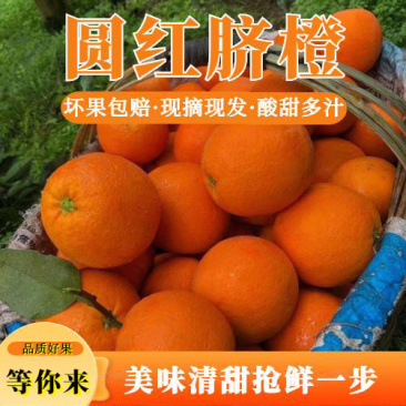 纽荷尔/圆虹/果实硕大/可果园看货定货/代办一条龙