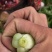 上海青小青菜小油菜基地批发供应常年稳定出货以品质求生