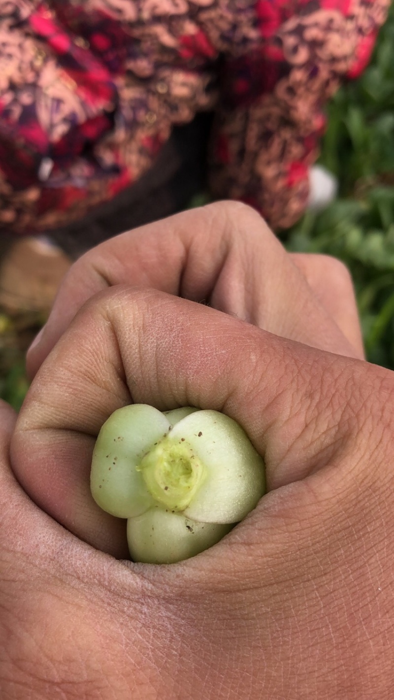 上海青小青菜小油菜基地批发供应常年稳定出货以品质求生