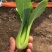 上海青小青菜小油菜基地批发供应常年稳定出货以品质求生
