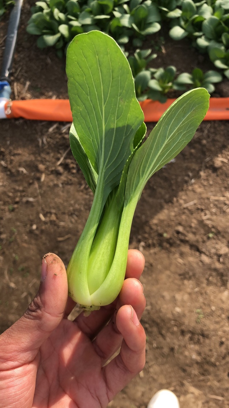 上海青小青菜小油菜基地批发供应常年稳定出货以品质求生