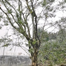 野生移黄杨木树ˉ风景树ˉ盆景ˉ价格从优，基地直供欢迎选购