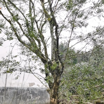 野生移黄杨木树ˉ风景树ˉ盆景ˉ价格从优，基地直供欢迎选购