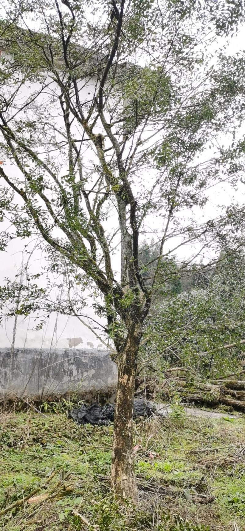 野生移黄杨木树ˉ风景树ˉ盆景ˉ价格从优，基地直供欢迎选购