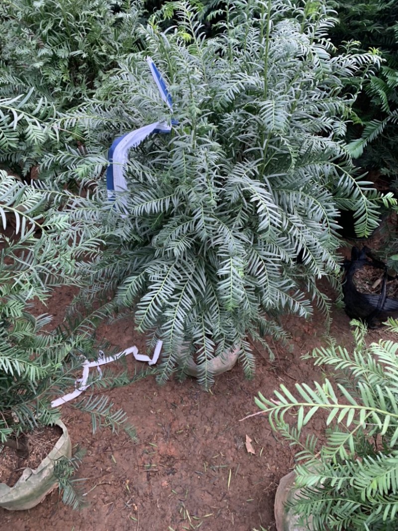红豆杉曼地亚红豆杉盆栽花卉工程绿化苗木花卉