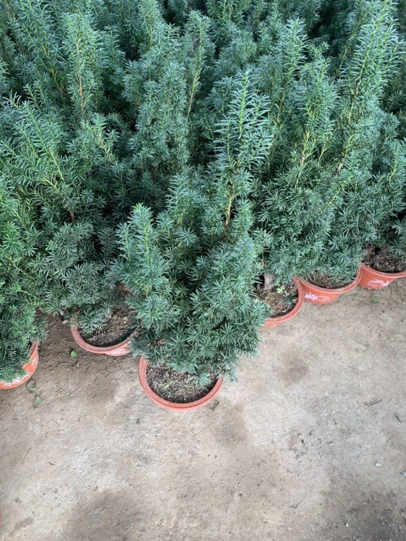 红豆杉曼地亚红豆杉盆栽花卉工程绿化苗木花卉