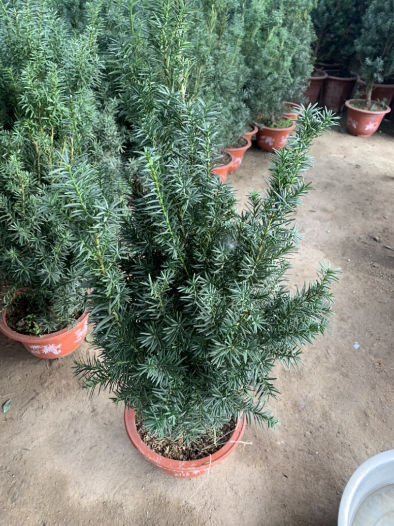 红豆杉曼地亚红豆杉盆栽花卉工程绿化苗木花卉