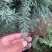 红豆杉曼地亚红豆杉盆栽花卉工程绿化苗木花卉
