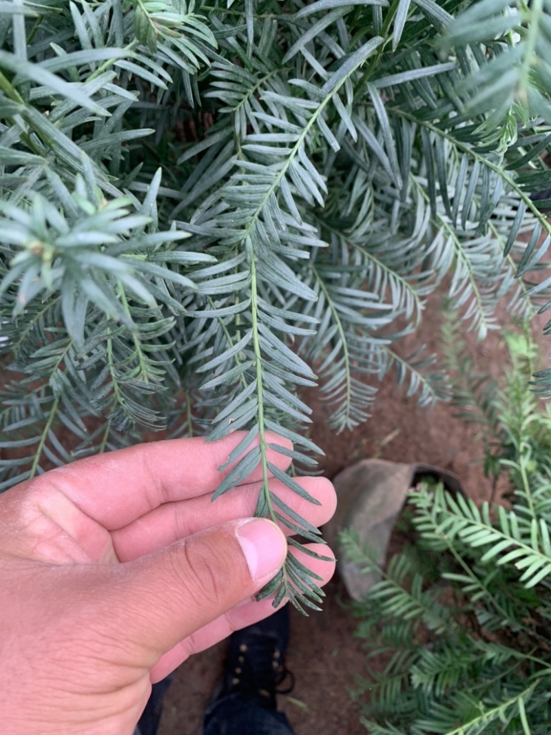红豆杉曼地亚红豆杉盆栽花卉工程绿化苗木花卉