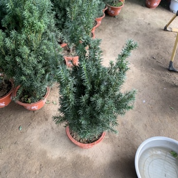 红豆杉曼地亚红豆杉盆栽花卉工程绿化苗木花卉