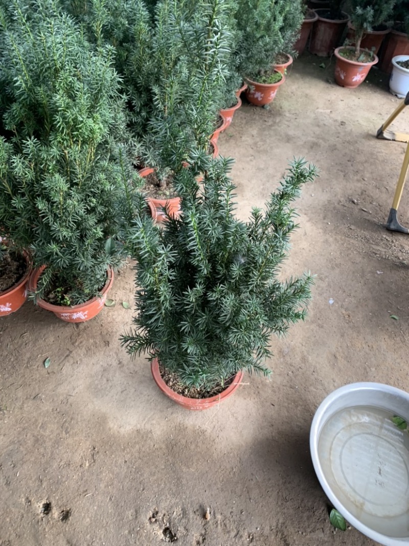 红豆杉曼地亚红豆杉盆栽花卉工程绿化苗木花卉