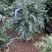 红豆杉曼地亚红豆杉盆栽花卉工程绿化苗木花卉