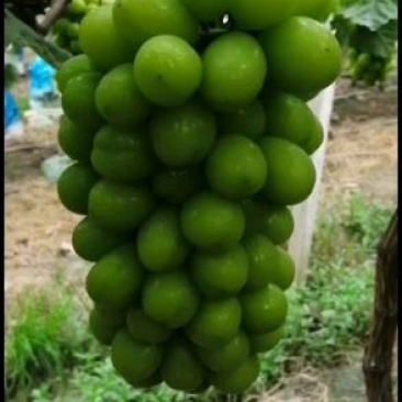 大量供应贝达，夏黑，5bb，3309m嫁接阳光玫瑰葡萄苗