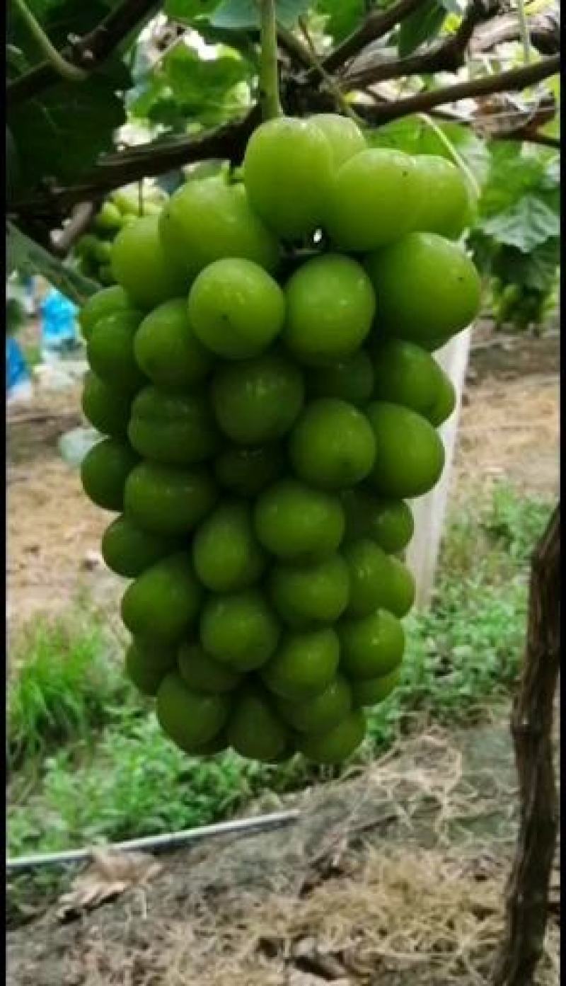 大量供应贝达，夏黑，5bb，3309m嫁接阳光玫瑰葡萄苗