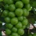 大量供应贝达，夏黑，5bb，3309m嫁接阳光玫瑰葡萄苗