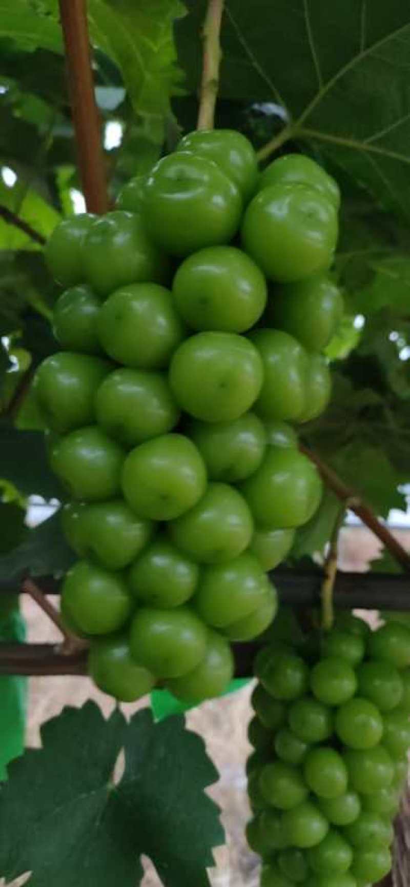 大量供应贝达，夏黑，5bb，3309m嫁接阳光玫瑰葡萄苗
