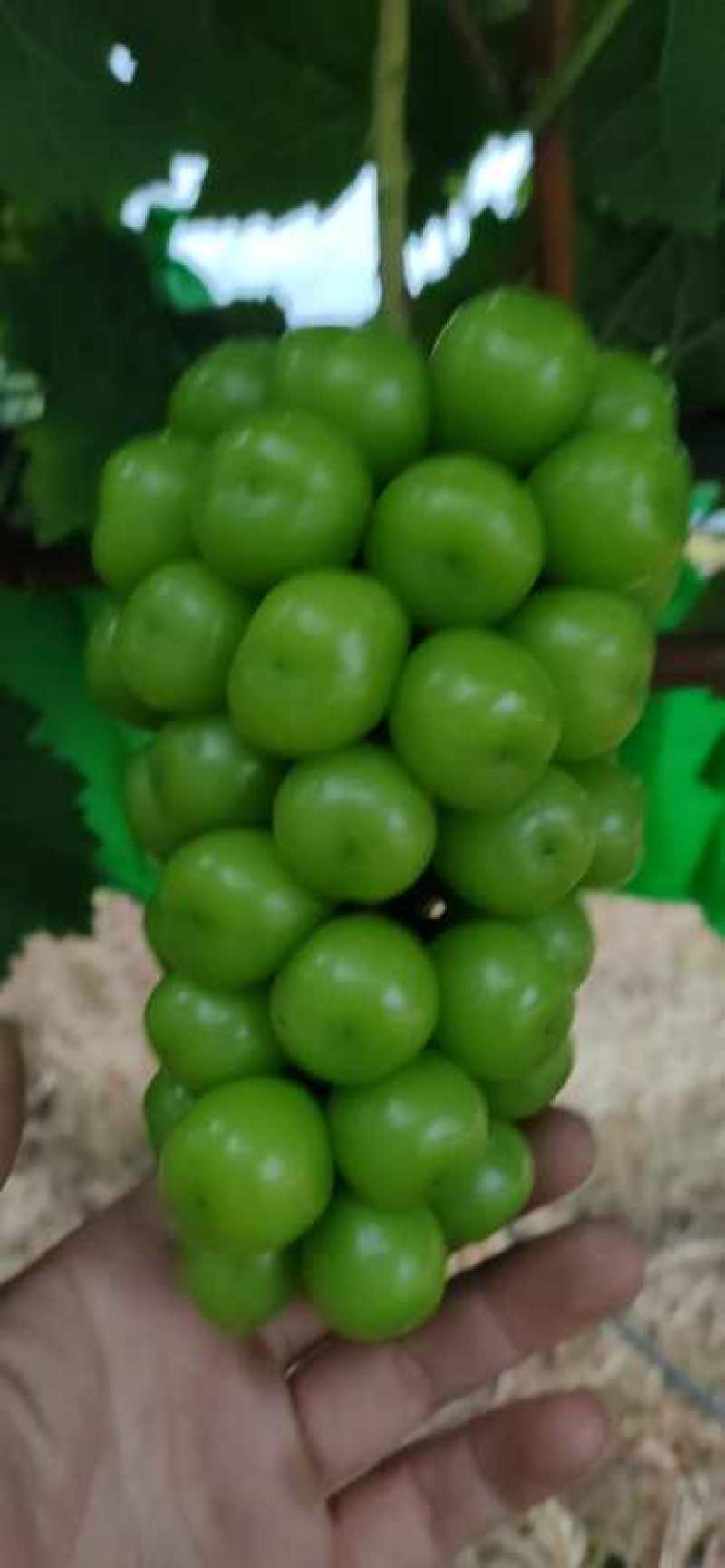 大量供应贝达，夏黑，5bb，3309m嫁接阳光玫瑰葡萄苗