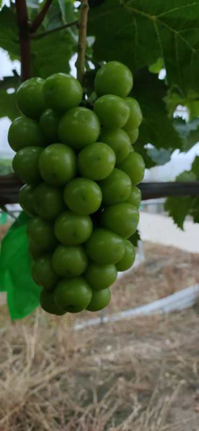 大量供应贝达，夏黑，5bb，3309m嫁接阳光玫瑰葡萄苗