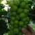 大量供应贝达，夏黑，5bb，3309m嫁接阳光玫瑰葡萄苗