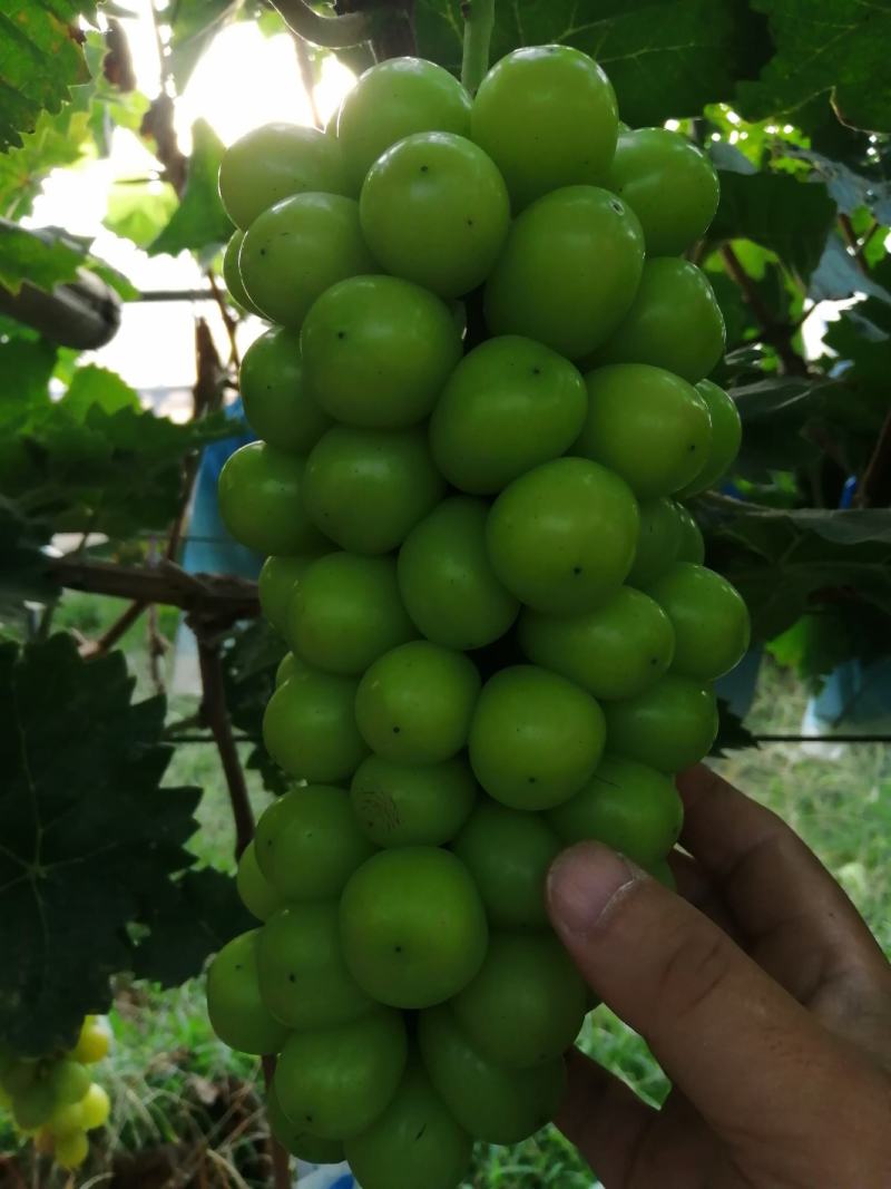 大量供应贝达，夏黑，5bb，3309m嫁接阳光玫瑰葡萄苗