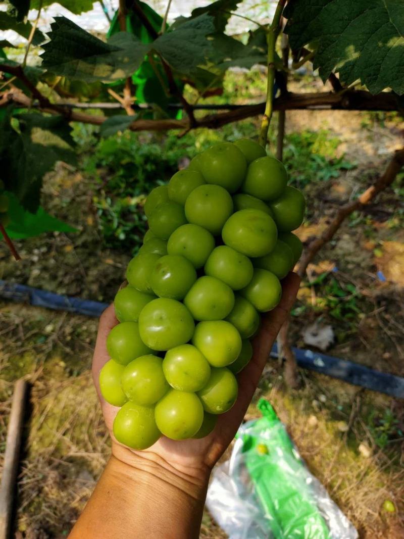 大量供应贝达，夏黑，5bb，3309m嫁接阳光玫瑰葡萄苗