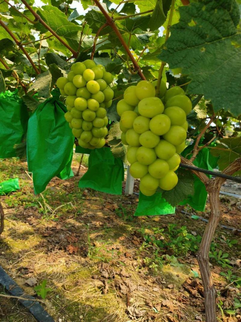 大量供应贝达，夏黑，5bb，3309m嫁接阳光玫瑰葡萄苗