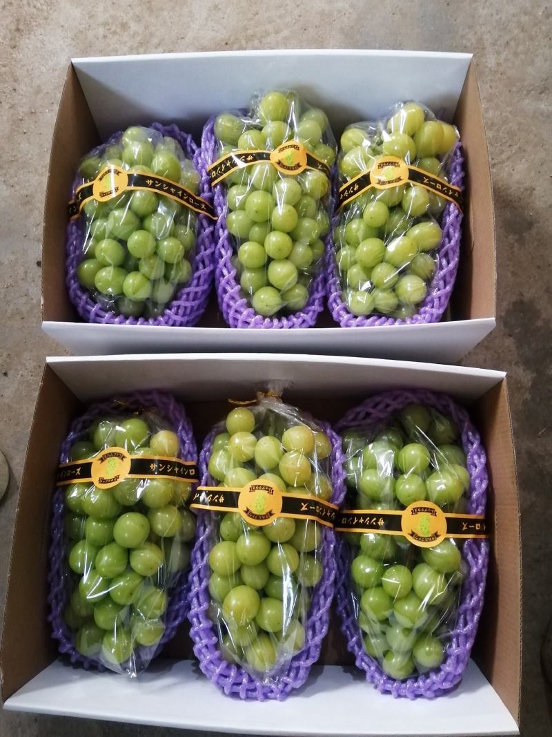 大量供应贝达，夏黑，5bb，3309m嫁接阳光玫瑰葡萄苗