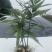 黄精，高产优质品种仔育苗，含药量最高，不倒苗，包技术