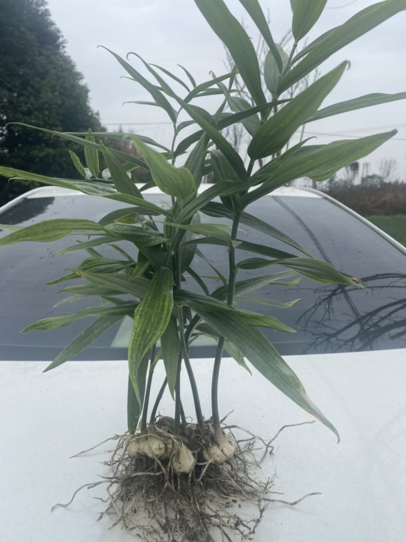 黄精，高产优质品种仔育苗，含药量最高，不倒苗，包技术