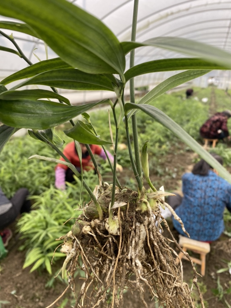 黄精，高产优质品种仔育苗，含药量最高，不倒苗，包技术