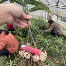 黄精，高产优质品种仔育苗，含药量最高，不倒苗，包技术