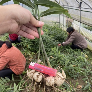 黄精，高产优质品种仔育苗，含药量最高，不倒苗，包技术