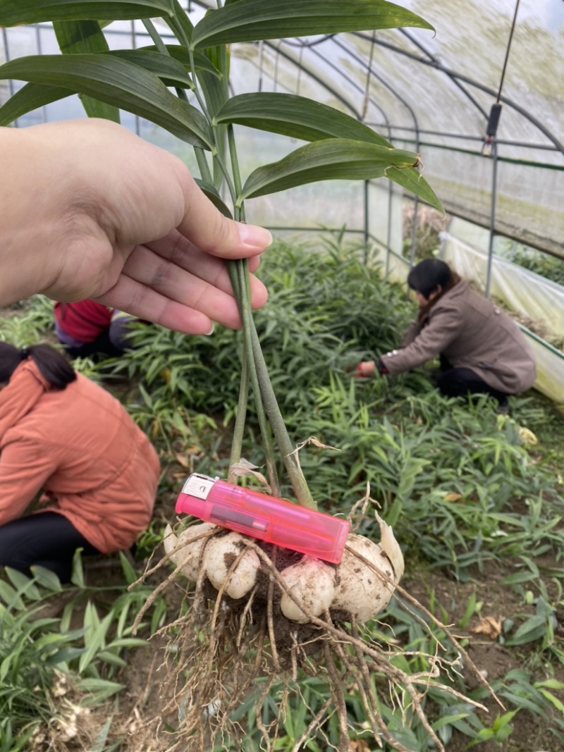 黄精，高产优质品种仔育苗，含药量最高，不倒苗，包技术