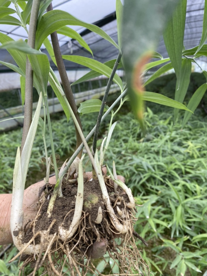 黄精，高产优质品种仔育苗，含药量最高，不倒苗，包技术