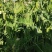 云南保山的长寿仁碗豆上市啦，露天种植，远离污染，量大