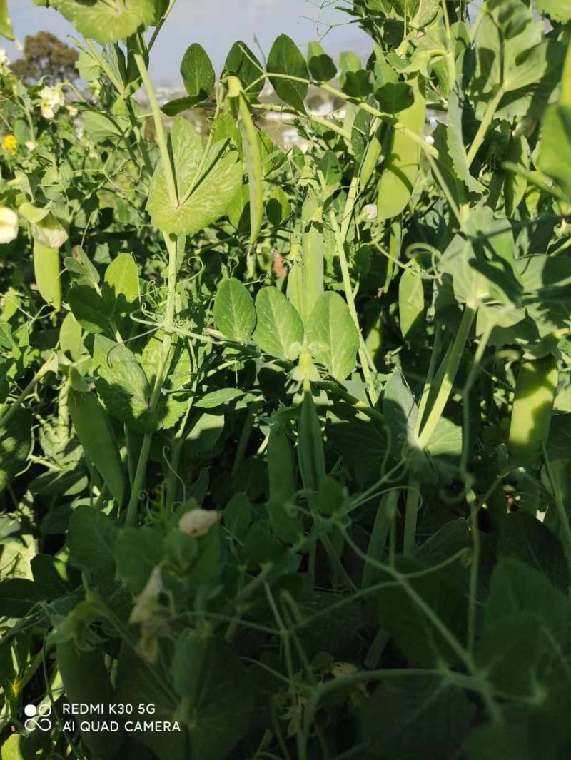 云南保山的长寿仁碗豆上市啦，露天种植，远离污染，量大
